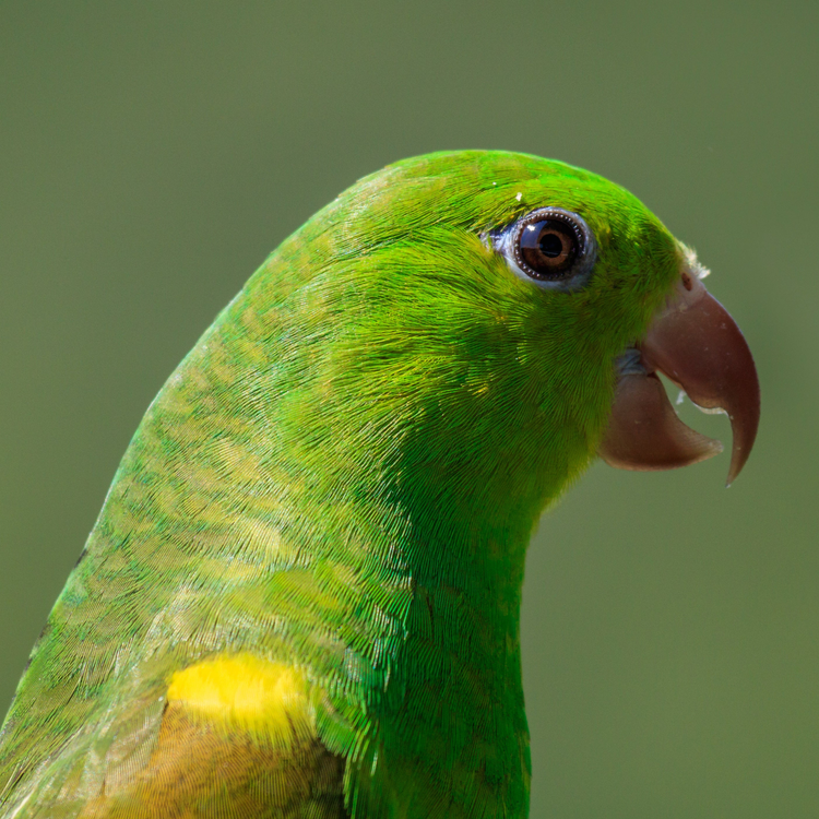 Shop birds