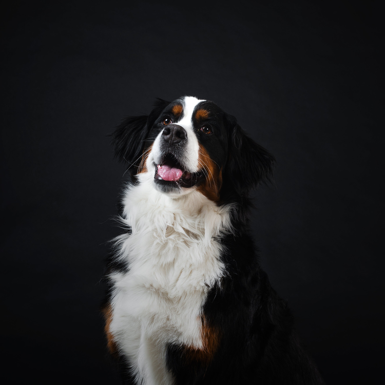 Shop dogs