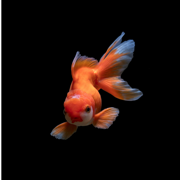 Shop fish