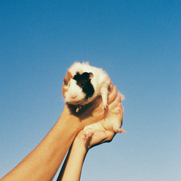 Shop small animals