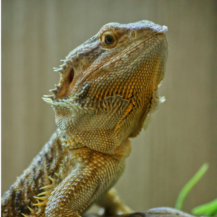 Shop reptiles